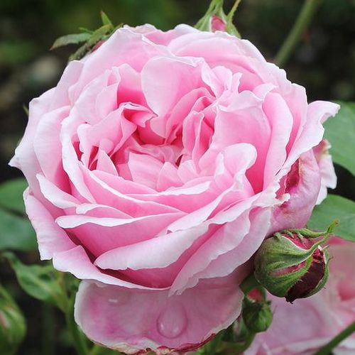 Vendita, rose rose ibridi di tea - rosa - Rosa Madame Caroline Testout - rosa dal profumo discreto - Joseph Pernet-Ducher - Robusto tè ibrido della fine del 1800.